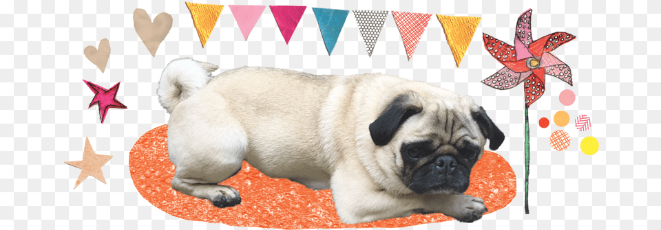 Pug, Animal, Canine, Dog, Mammal Png