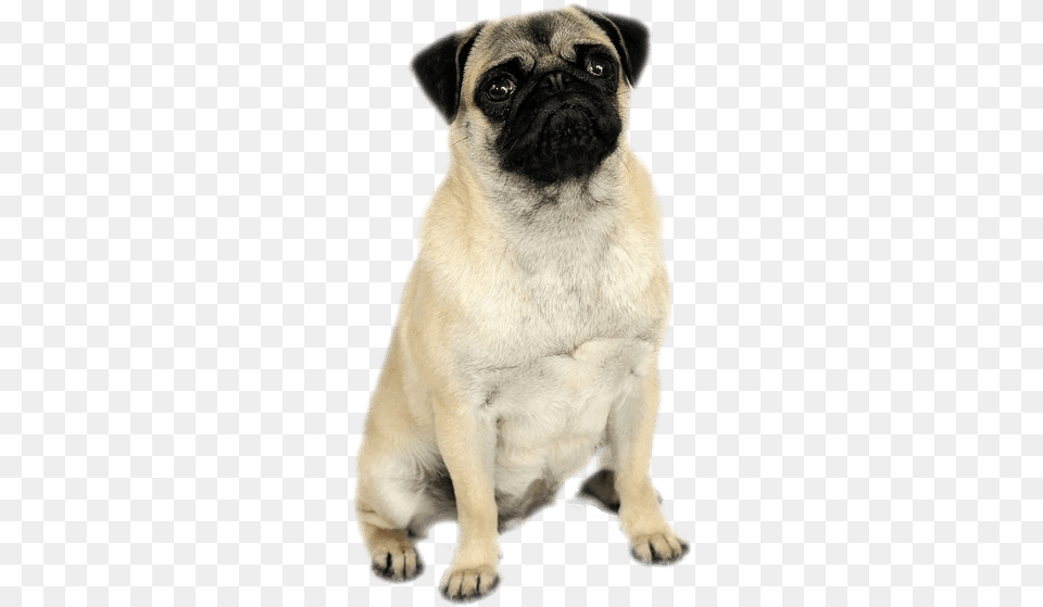 Pug, Animal, Canine, Dog, Mammal Free Png Download