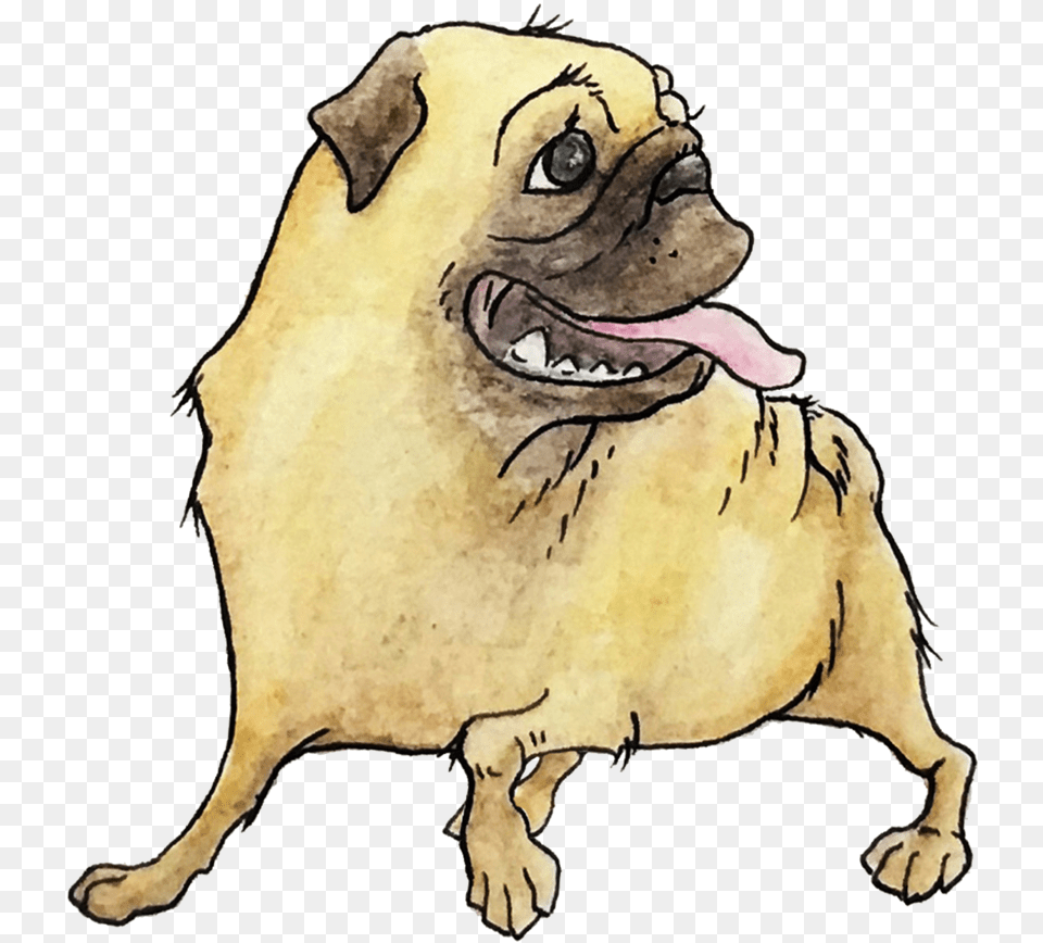 Pug, Animal, Bear, Mammal, Wildlife Png