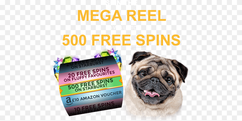 Pug, Advertisement, Poster, Animal, Canine Png