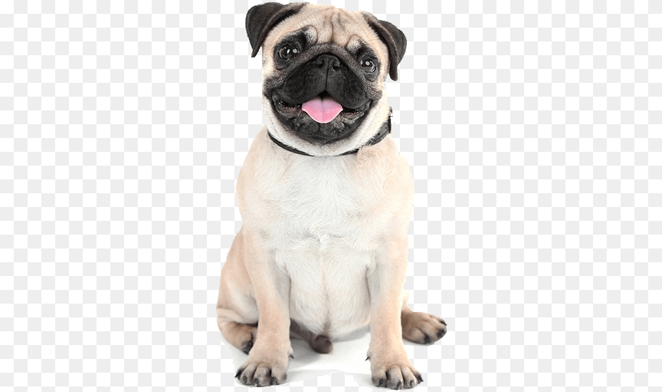 Pug, Animal, Canine, Dog, Mammal Png Image