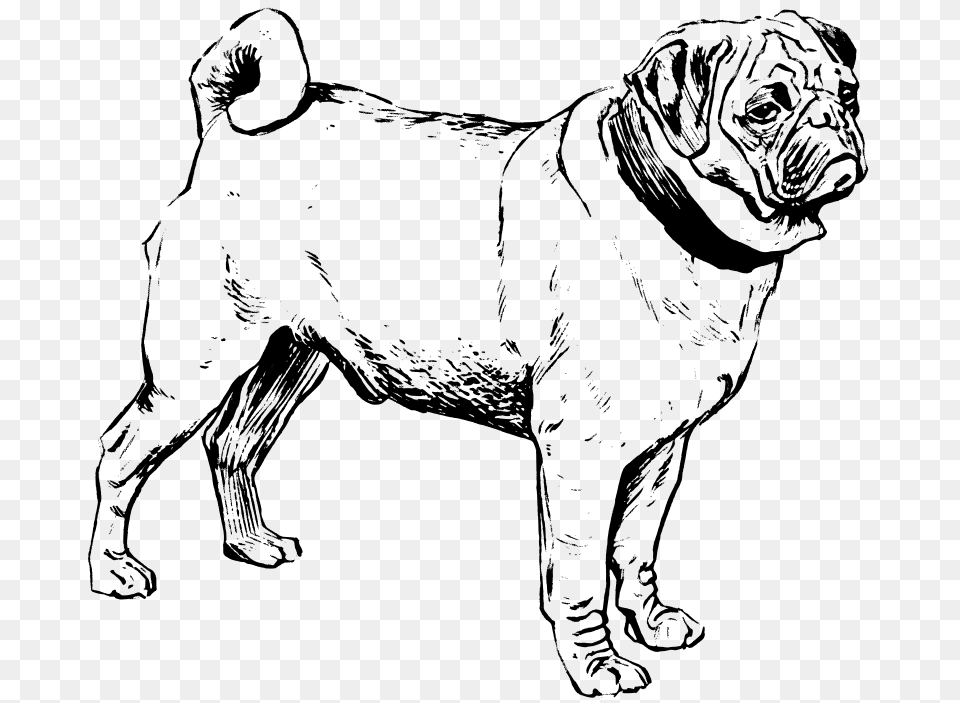 Pug, Gray Png Image