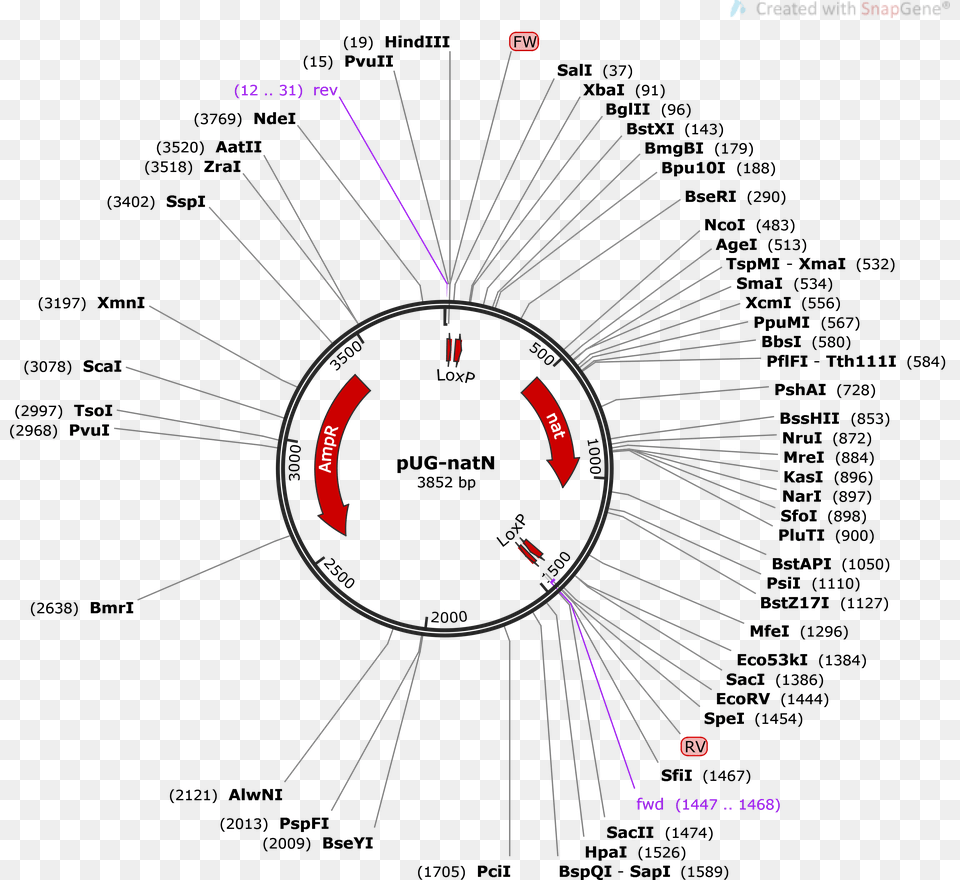 Pug 36 Vector Restriction Enzyme, Cutlery, Fork, Nature, Night Free Png Download