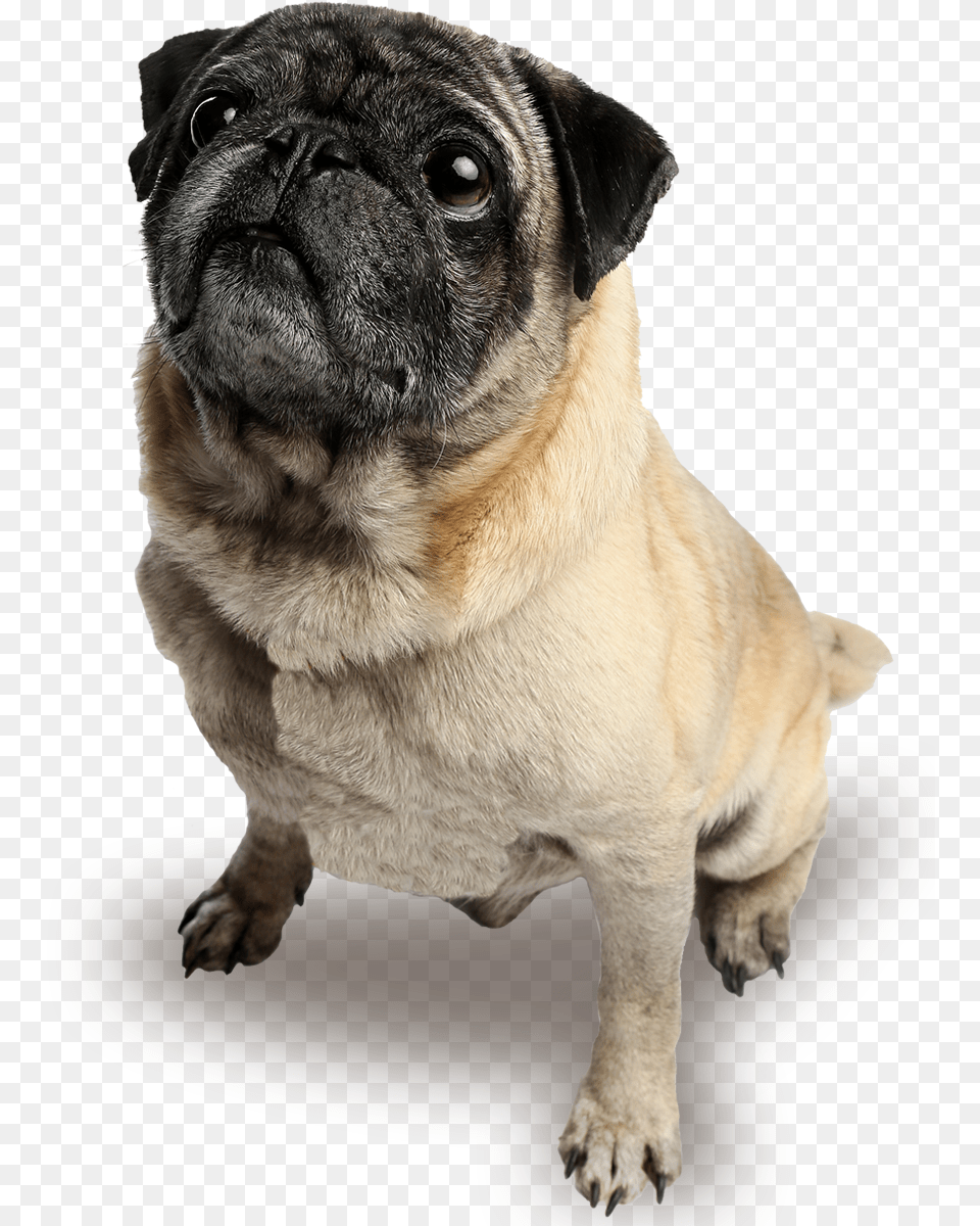 Pug, Animal, Canine, Dog, Mammal Png Image