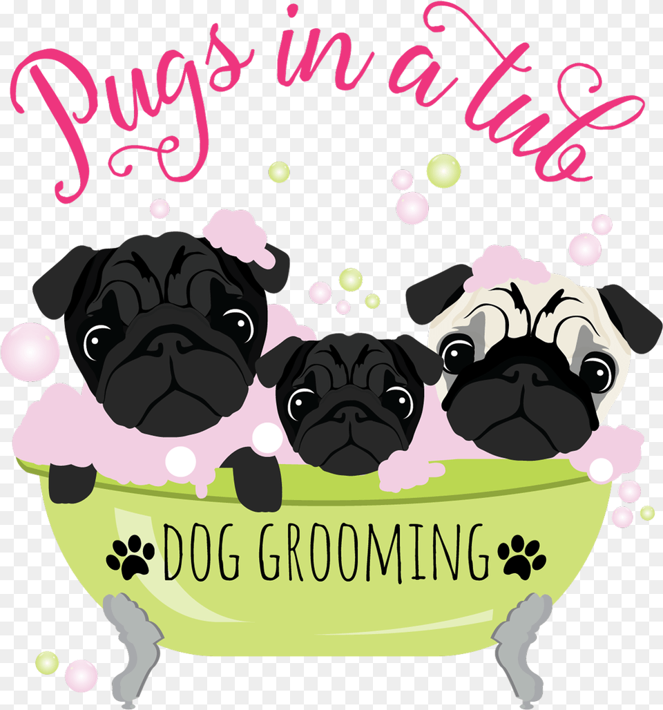 Pug, Animal, Canine, Dog, Mammal Png