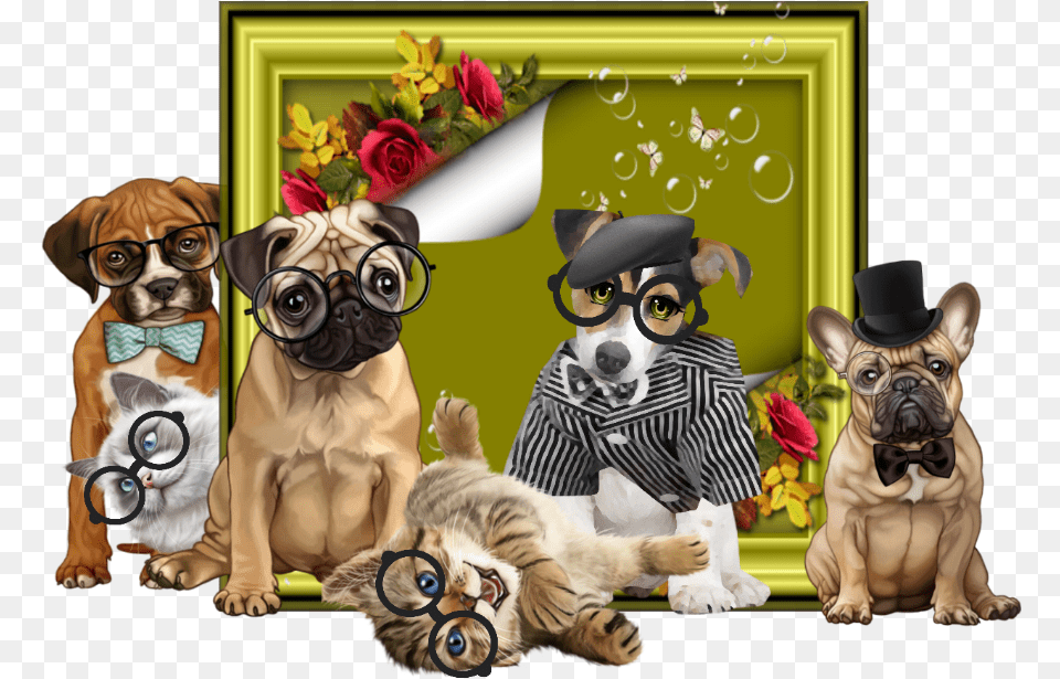 Pug, Wildlife, Animal, Tiger, Mammal Png Image