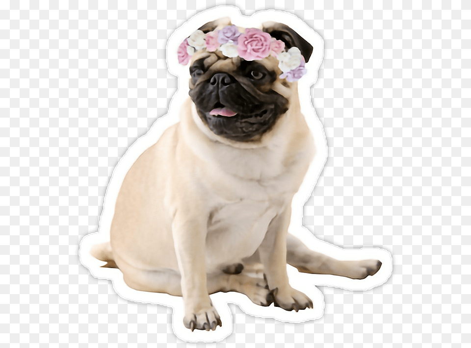 Pug, Animal, Canine, Lion, Mammal Png Image