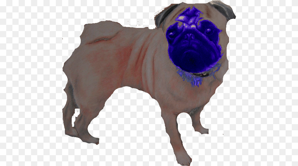 Pug, Animal, Canine, Dog, Mammal Png Image