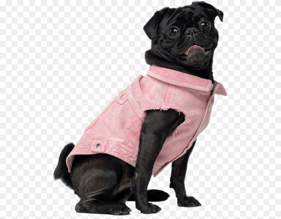 Pug, Clothing, Coat, Animal, Canine Free Png Download