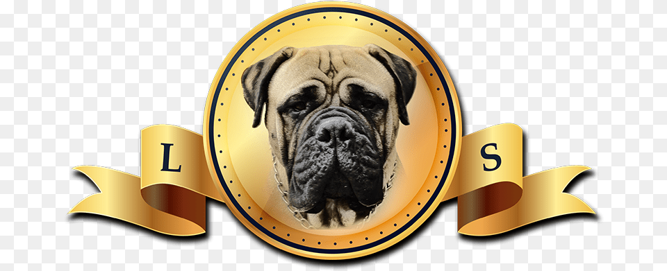 Pug, Animal, Canine, Dog, Mammal Free Transparent Png