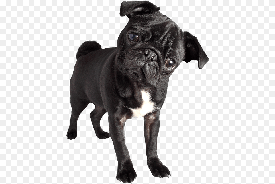 Pug Black Pug Images, Animal, Canine, Dog, Mammal Free Png Download