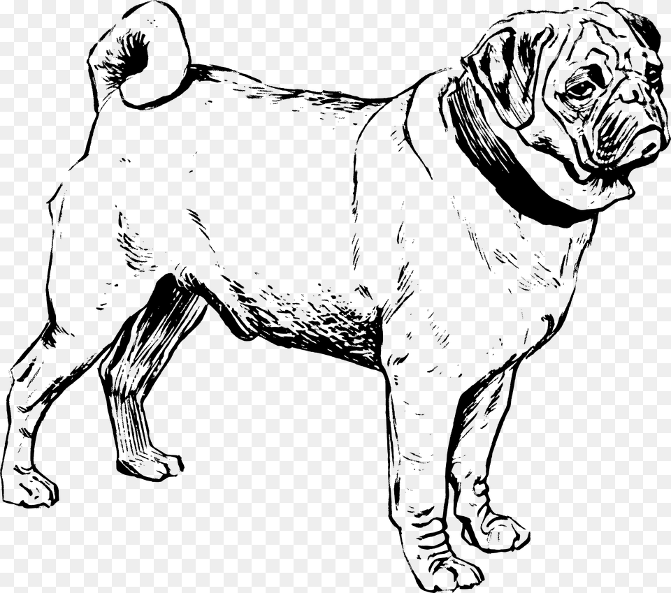 Pug Clipart, Animal, Canine, Mammal, Dog Png