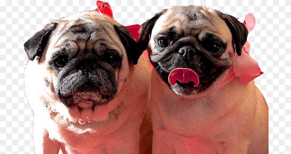 Pug Clipart Download Pug, Animal, Canine, Dog, Mammal Png