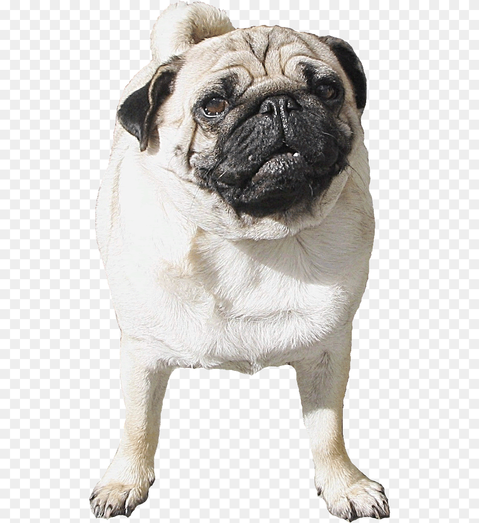 Pug Clipart Transparent Background, Animal, Canine, Dog, Mammal Free Png Download