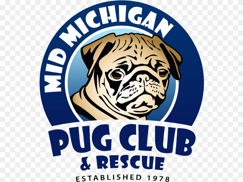 Pug Club, Baby, Person, Head, Face Free Png