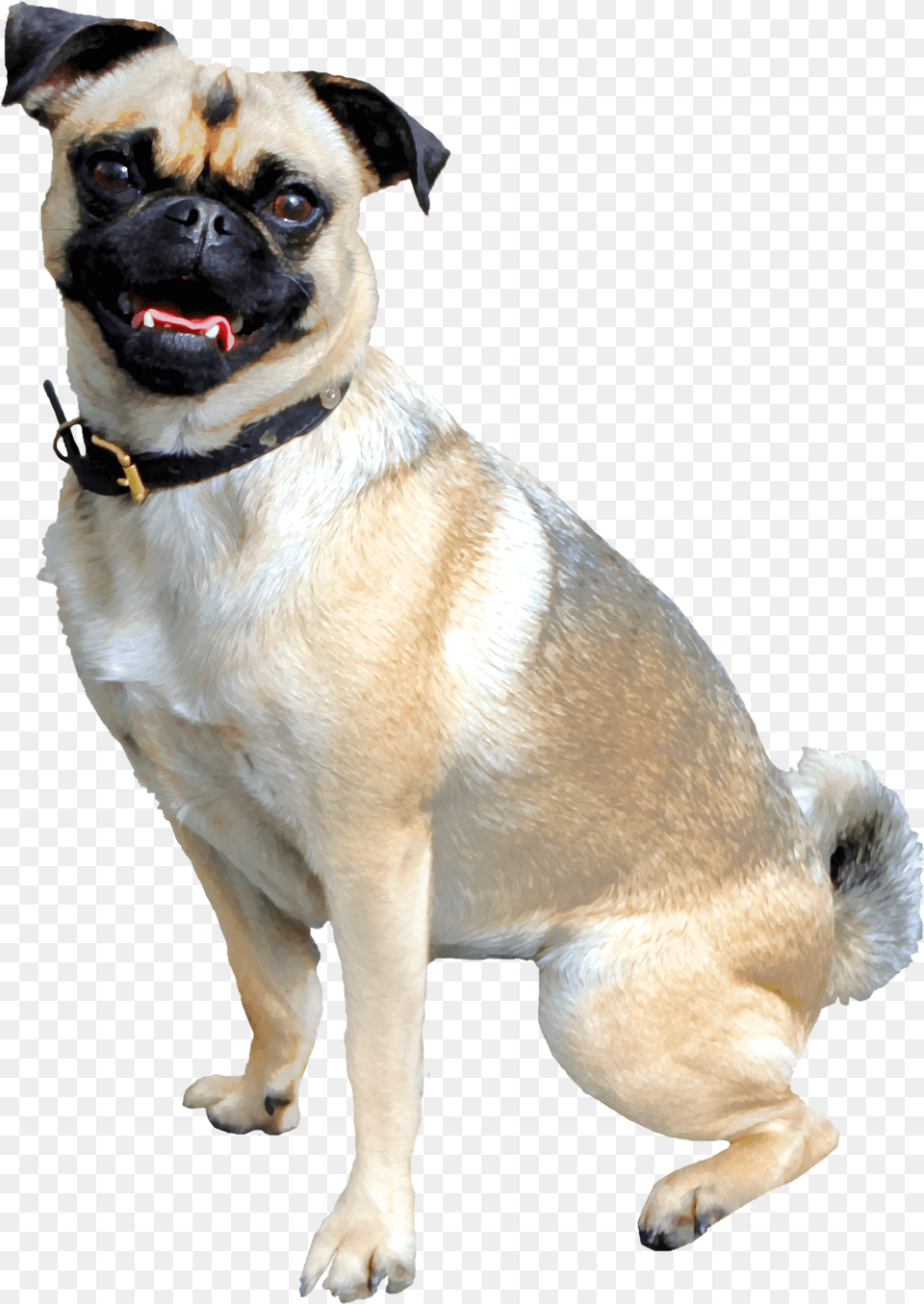 Pug Dog Anjing, Chandelier, Lamp Png