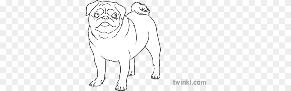 Pug Dog Breed Animal Pet Open Eyes Ks1 Black And White Lewis Chessmen King Drawing, Canine, Mammal, Bear, Wildlife Free Png