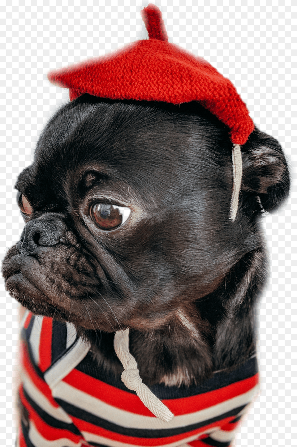 Pug Dog Sweet Red Stripes Animals In People Vclothes Dog, Animal, Mammal, Canine, Pet Free Png