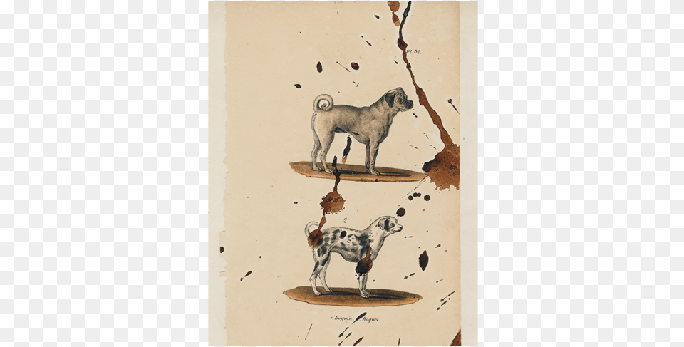 Pug Dog Whippet, Art, Painting, Animal, Canine Free Png