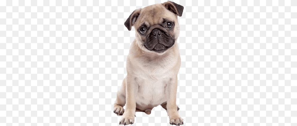 Pug Dog White Background, Animal, Canine, Mammal, Pet Png Image