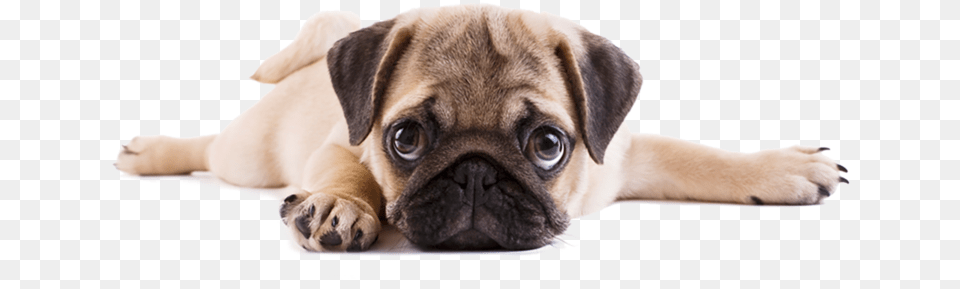 Pug Download Puppy Pug, Animal, Canine, Dog, Mammal Png