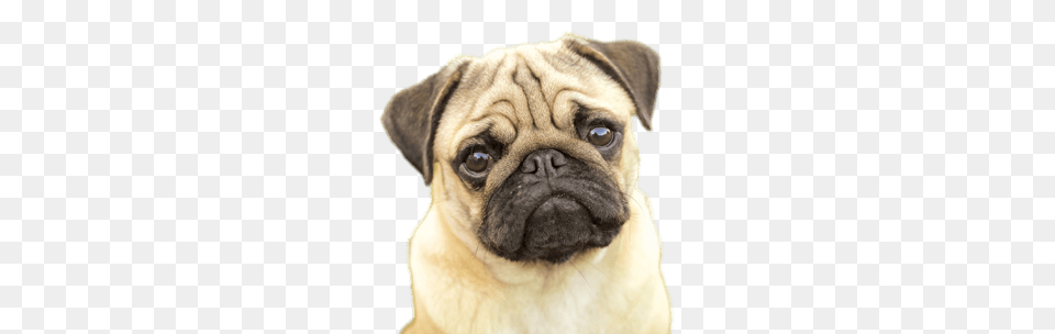 Pug Face, Animal, Canine, Dog, Mammal Png Image