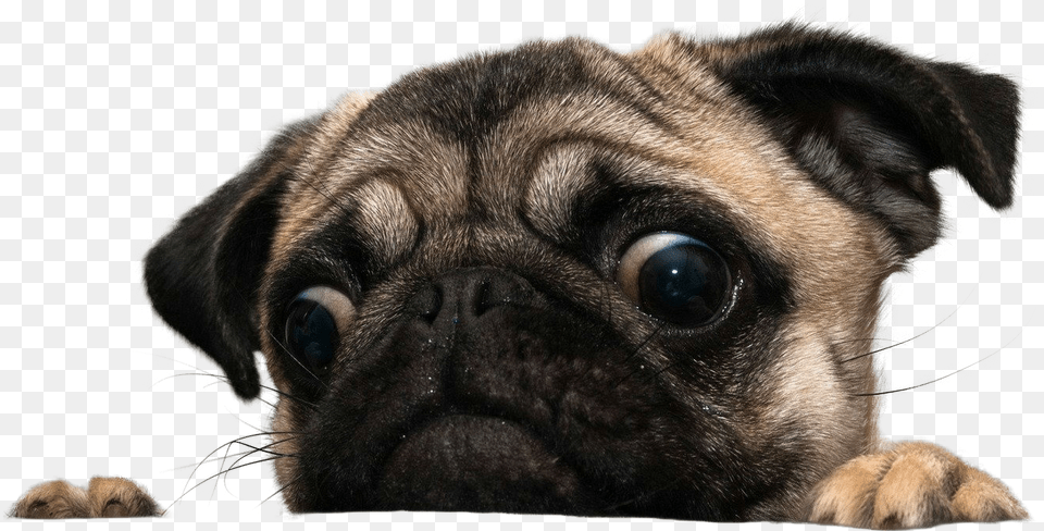 Pug Face Pug, Animal, Canine, Dog, Mammal Png Image