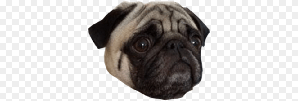 Pug Face Roblox Images Pngio Pug, Animal, Canine, Dog, Mammal Free Transparent Png
