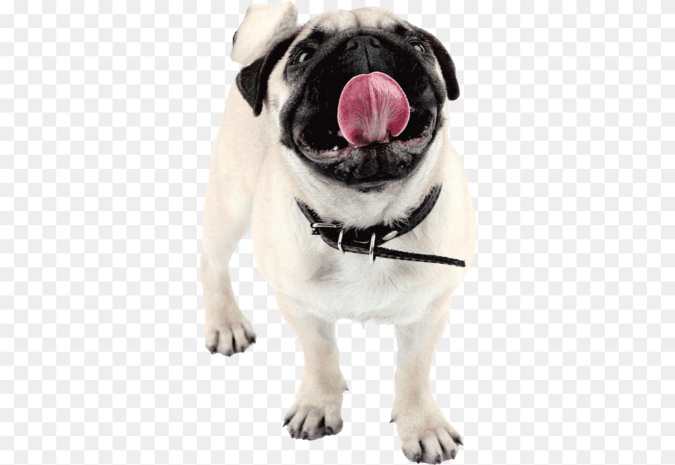 Pug Happy500png Pug, Animal, Canine, Dog, Mammal Png