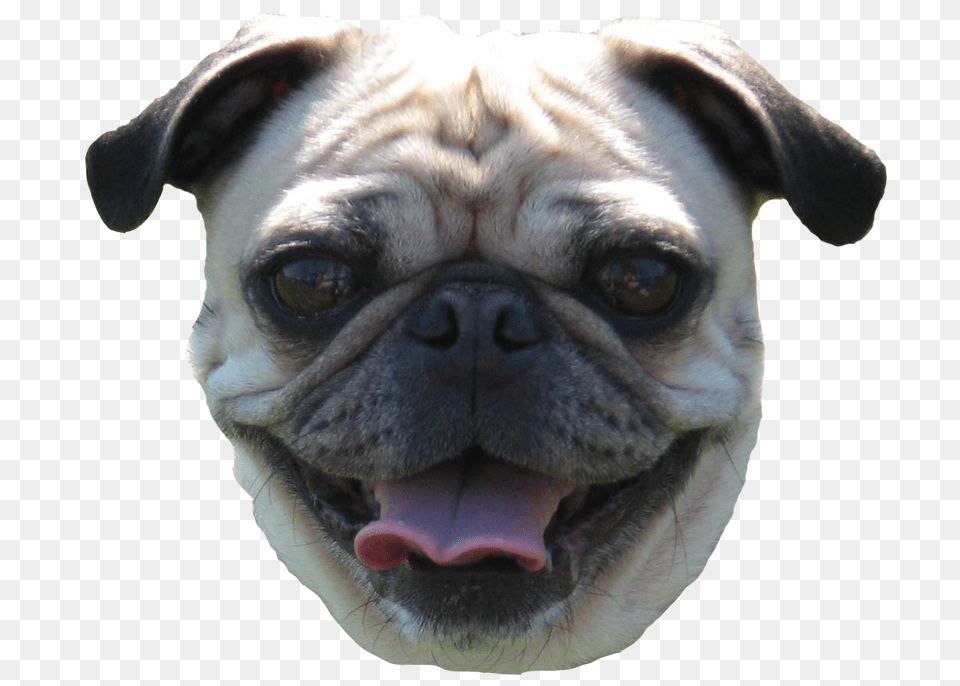 Pug Head Pug Face, Animal, Canine, Dog, Mammal Free Transparent Png