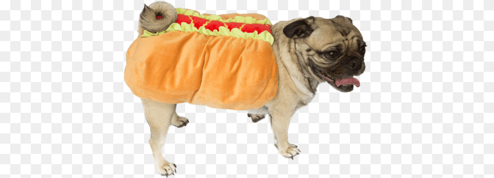 Pug Hot Dog Dachshund For Halloween Dog Clothes, Animal, Canine, Mammal, Pet Png