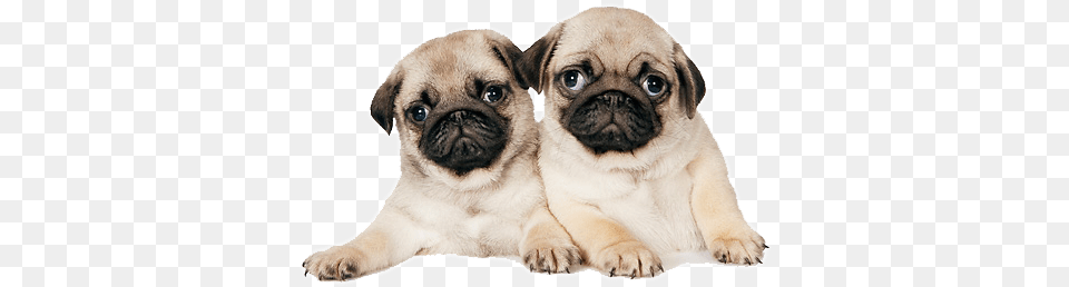 Pug Image Transparent Pug Puppy, Animal, Canine, Mammal, Pet Free Png Download