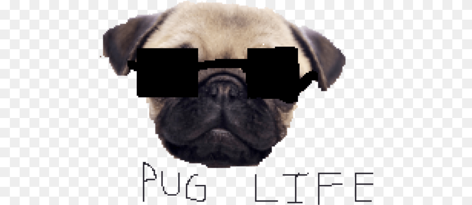 Pug Life, Animal, Canine, Dog, Mammal Free Transparent Png