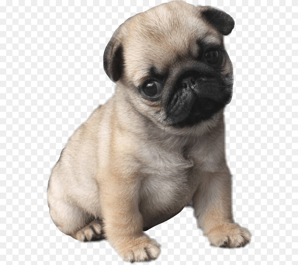 Pug Life Cutest Pug, Animal, Canine, Dog, Mammal Png Image