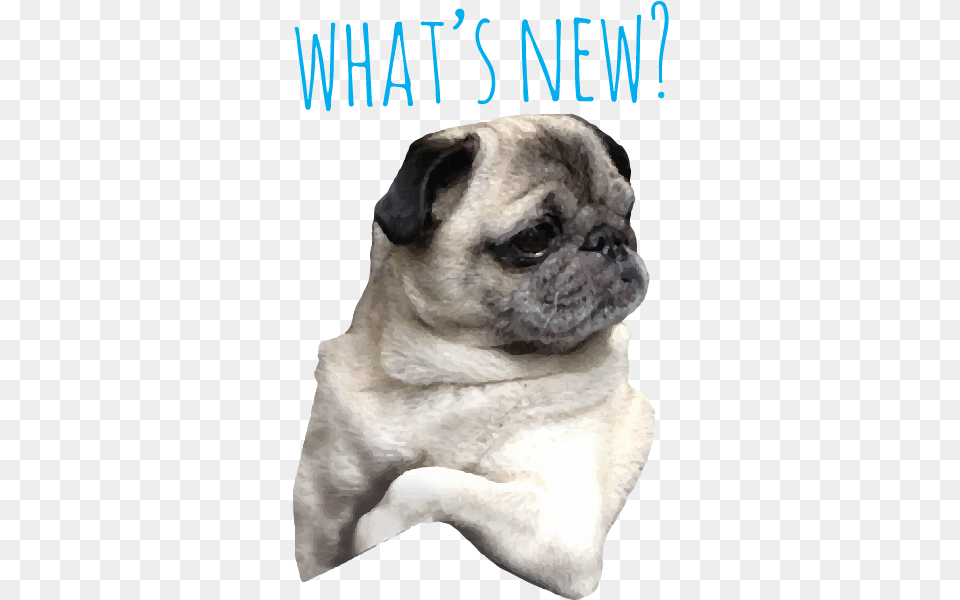 Pug Life Messages Sticker 3 Pug, Animal, Canine, Mammal, Pet Png