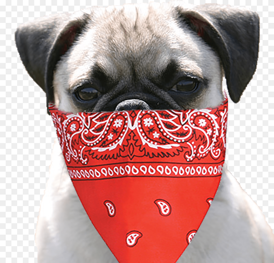 Pug Life T Shirt Campaign Red Bandana, Accessories, Headband, Animal, Canine Free Png Download