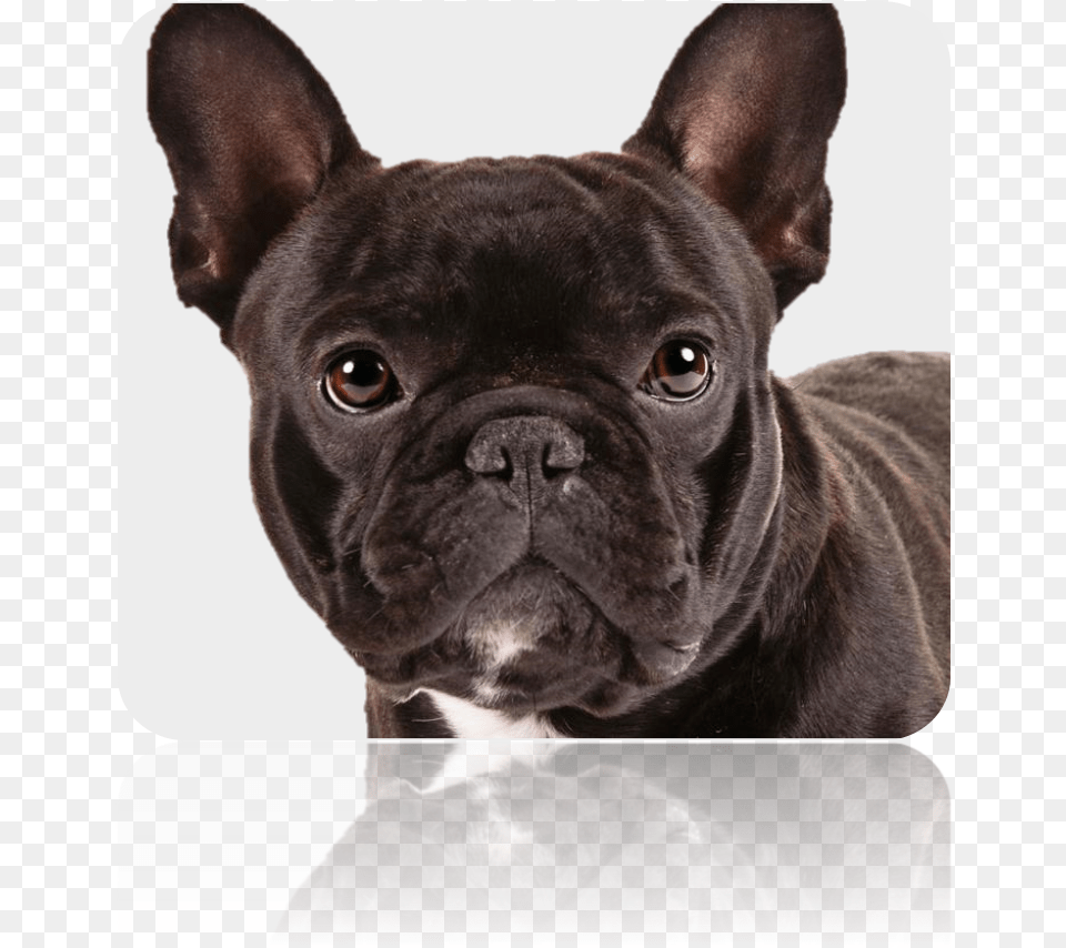 Pug Look Alike Dogs, Animal, Bulldog, Canine, Dog Free Png