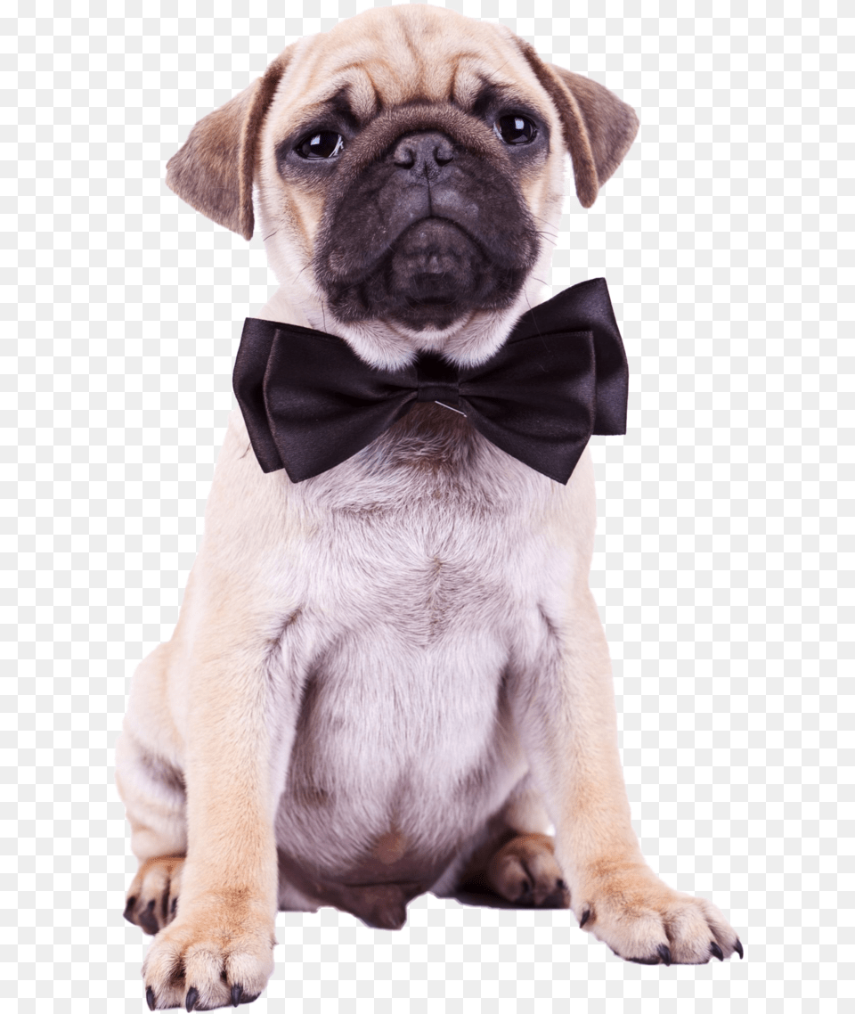Pug Pic Birthday Puppy Amp Cupcake, Accessories, Tie, Formal Wear, Dog Free Png