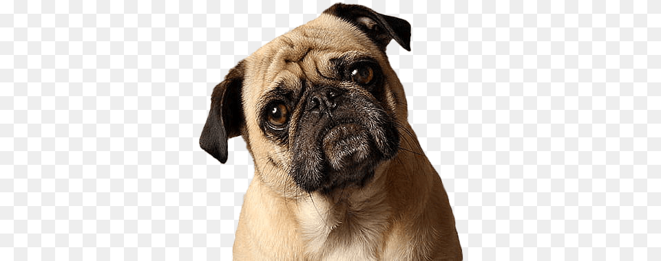 Pug Pic Pug, Animal, Bear, Canine, Dog Png Image