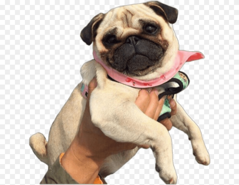 Pug Pug, Animal, Canine, Mammal, Pet Free Png