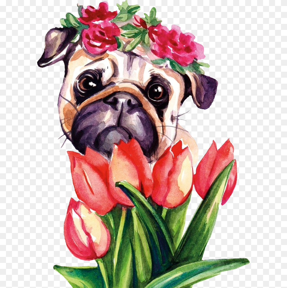 Pug Puglife Floraldog Scpug Stickerchallenge Pug Pug, Plant, Petal, Flower, Flower Arrangement Free Png Download