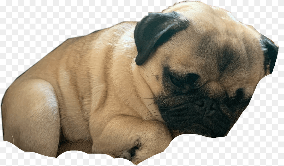 Pug Pugs Cute Pugo Freetoedit Pug, Animal, Canine, Dog, Mammal Png