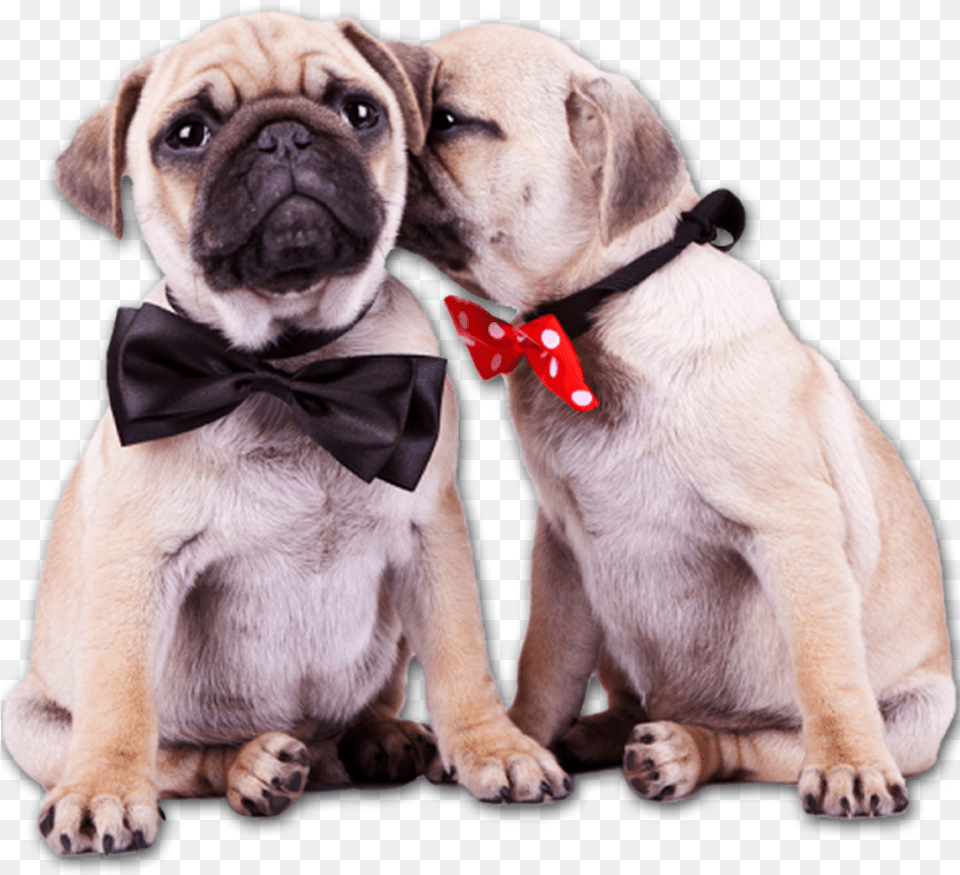 Pug Puppies, Accessories, Formal Wear, Tie, Canine Free Png