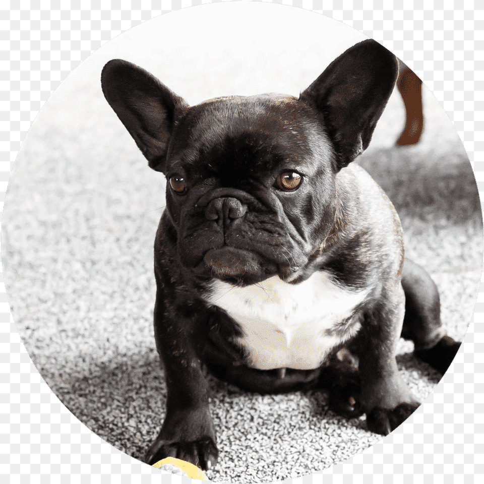 Pug Puppies Perfect Pugs French Bulldog, Animal, Canine, Dog, French Bulldog Free Png