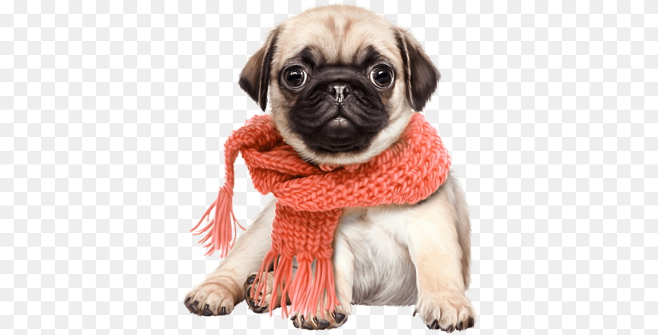 Pug Shiba Inu Snoopy Puppy Cat Cute Dog, Clothing, Scarf, Animal, Canine Png Image