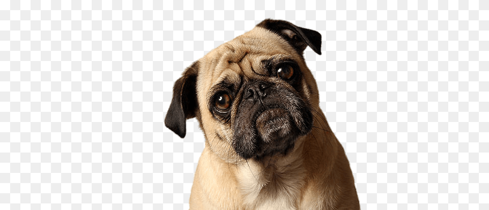 Pug Tilted Head, Animal, Canine, Dog, Mammal Png Image