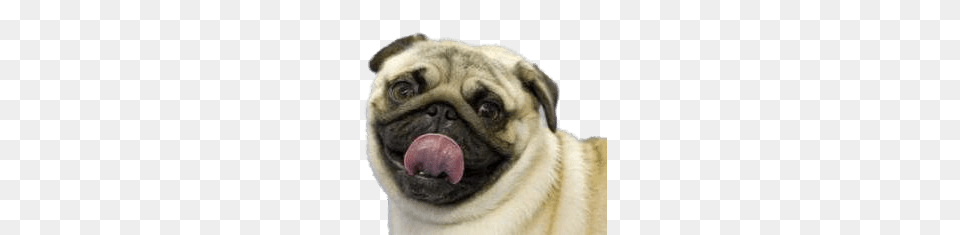 Pug Tongue Out, Animal, Canine, Dog, Mammal Free Transparent Png