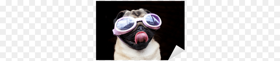 Pug With Goggle, Accessories, Goggles, Sunglasses, Canine Free Png Download