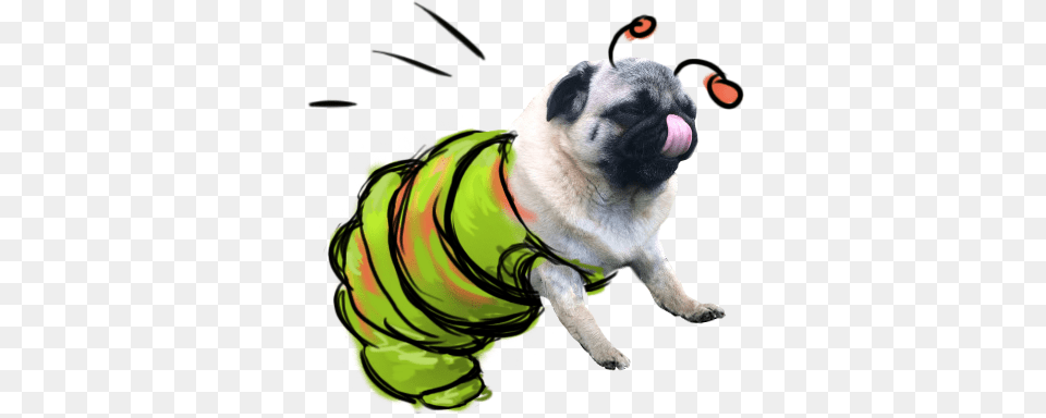 Puggerpillar Likes Spring Pug, Animal, Canine, Dog, Mammal Free Png Download