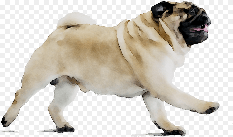 Puggle Dog Breed Beagle Companion Pug, Animal, Canine, Pet, Mammal Free Png